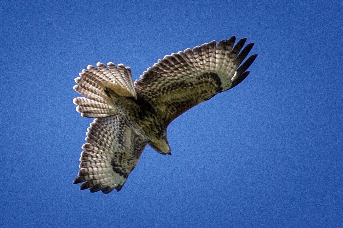 Underneath a buzzard